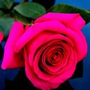 Rose Wallpapers APK