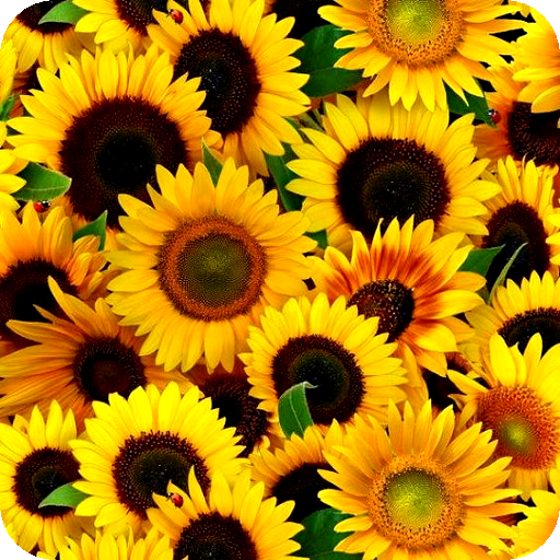 Flower Images, Flower Wallpape