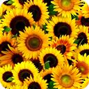 Flower Images, Flower Wallpape APK