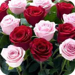 Rose Wallpaper , Rose Images Icon