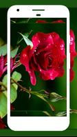 Rose Wallpaper , Rose Images スクリーンショット 1