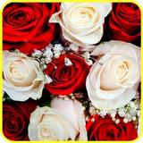 Icona Rose Wallpapers
