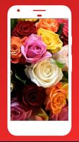 Rose Wallpapers 截图 3