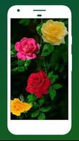 Rose Wallpapers تصوير الشاشة 1