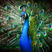 Peacock Wallpaper
