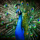 Peacock Wallpaper APK