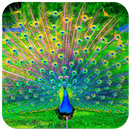 APK Peacock HD Wallpaper