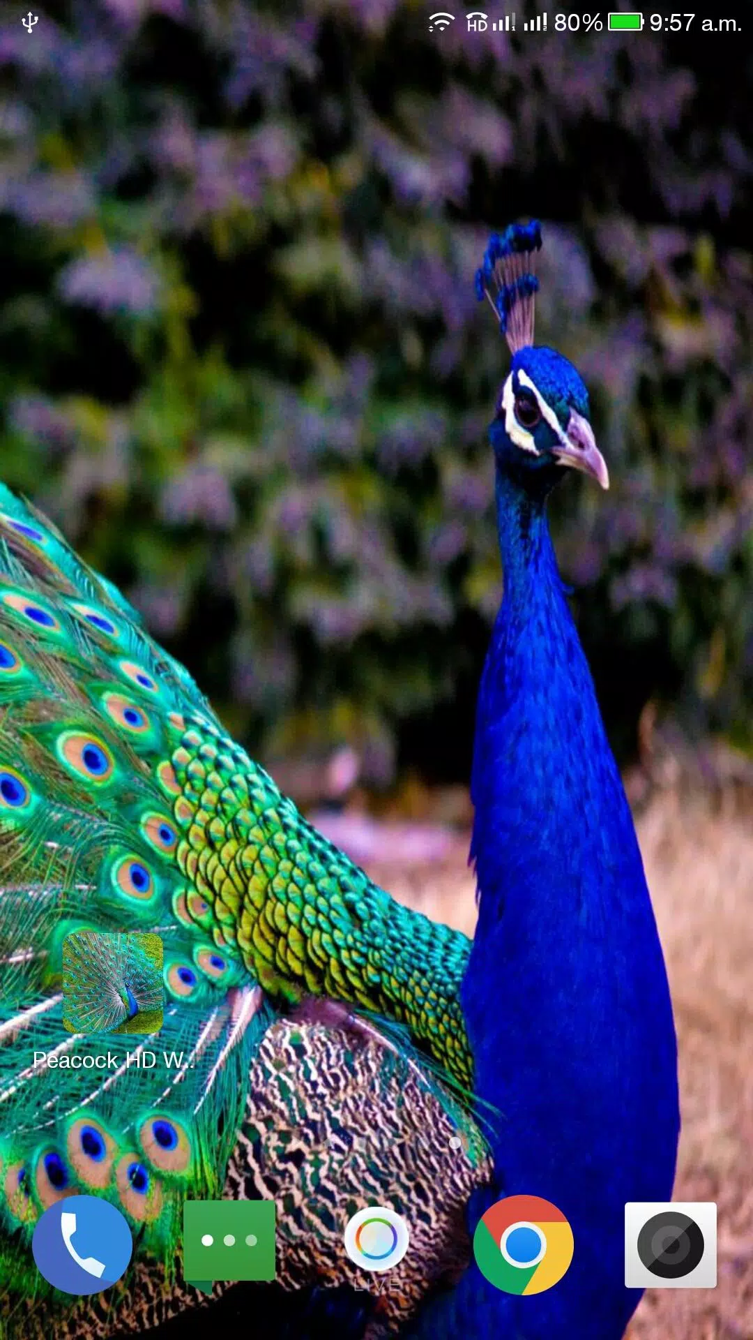 Peacock HD Wallpaper APK for Android Download
