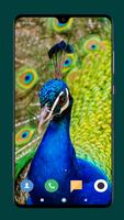 Peacock Wallpapers 4K capture d'écran 1