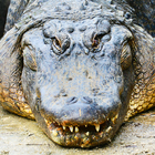 Hungry  Alligator Hunting : Alligator Games أيقونة