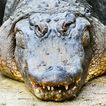 Hungry  Alligator Hunting : Alligator Games