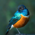 Bird Wallpaper