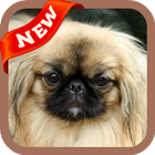 Pekingese Wallpaper 图标