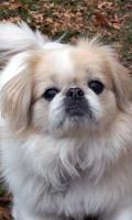 Pekingese Wallpaper imagem de tela 3