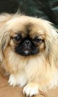 Pekingese Wallpaper poster
