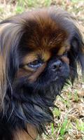 Pekingese Wallpaper скриншот 1