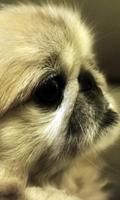 Pekingese Wallpaper 截图 2