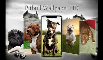 Pitbull Wallpaper HD 4K Affiche