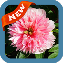 Peony Wallpaper APK