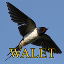 Suara Pemikat Walet Inap APK