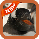 Penguin Wallpaper APK