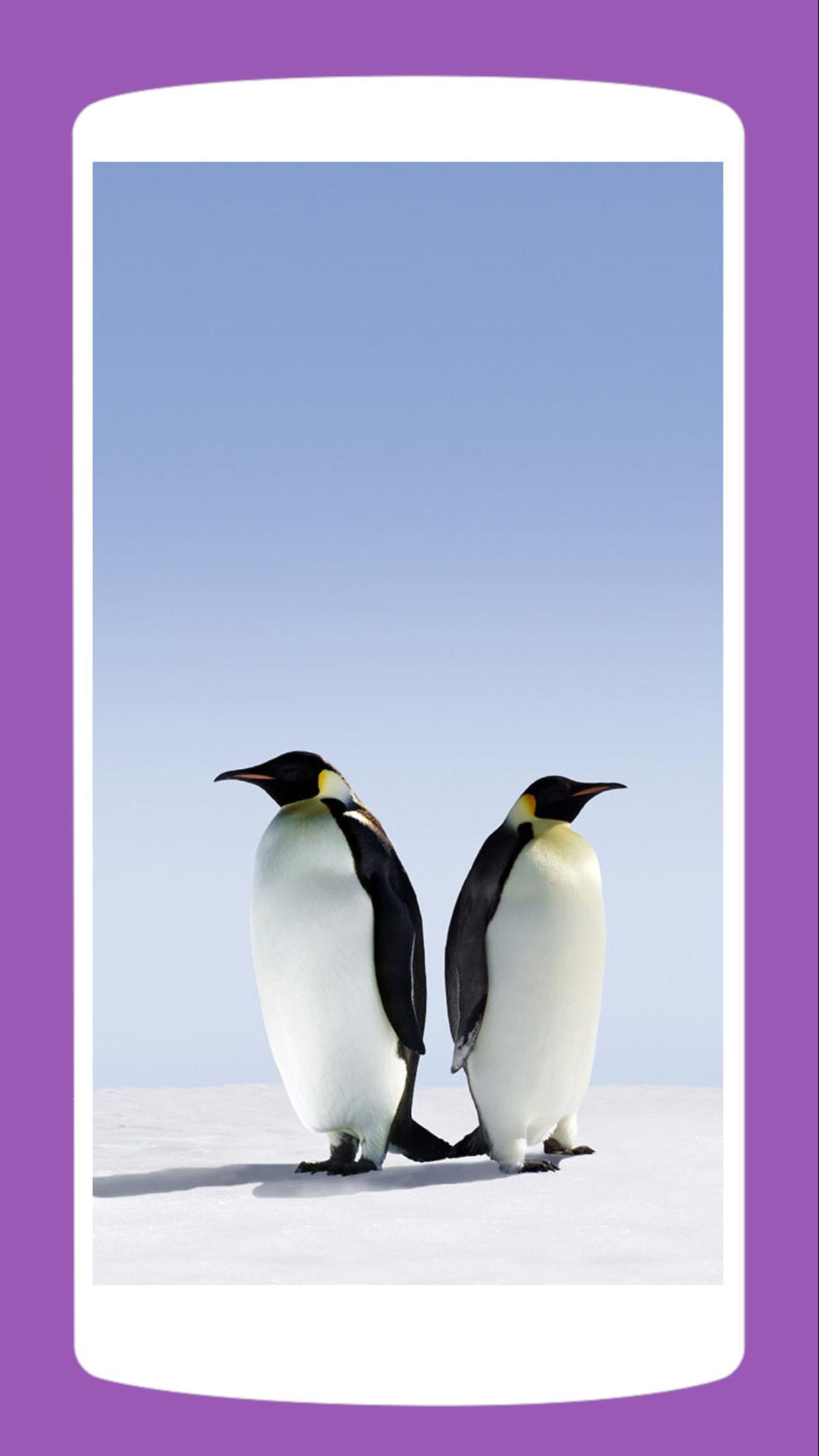 Android 用の ペンギン壁紙hd 4k Apk をダウンロード