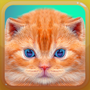 Cat and Kitten Meow Sounds APK