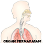 Aplikasi Organ Pernapasan Manusia simgesi