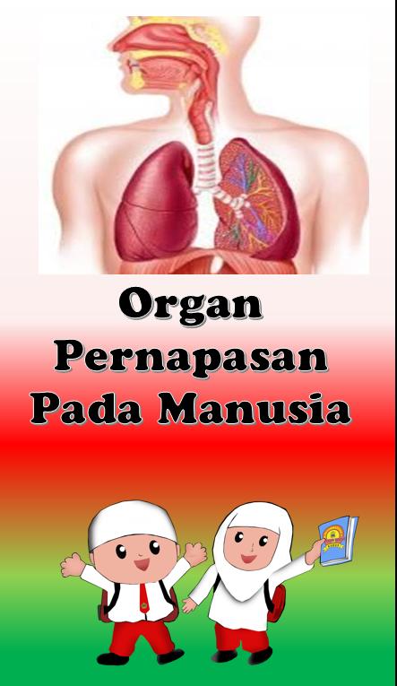 20+ Ide Poster Organ Pernapasan Pada Manusia