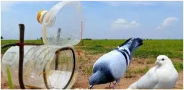 bird trap