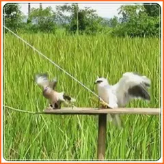 bird trap APK download