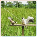 Piège à oiseaux APK