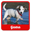 Guess the puppy APK