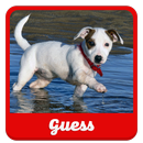Guess the puppy APK