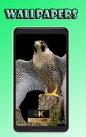 Peregrine fly beauty Wallpaper Affiche