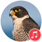 Peregrine Falcon Sounds icône