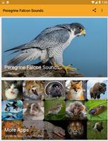 Peregrine Falcon Sounds Affiche