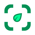 Identificador de plantas ícone