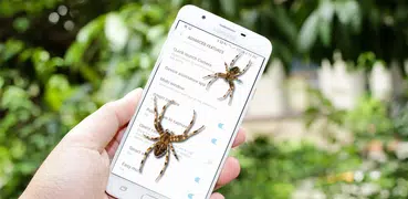 Spider filter prank