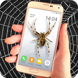 Spider filter prank アイコン