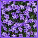 Cute Flowers Wallpaper APK