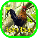 Suara Panggil Ayam Hutan Terbaru APK