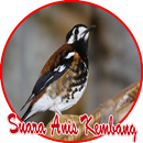 Burung Anis Kembang Master APK