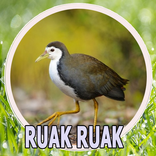 Suara Pikat Ruak Ruak