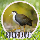 Suara Pikat Ruak Ruak icon