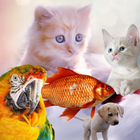 Cute Pets Wallpaper & sweet animals backgrounds ikon