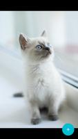 Cute Pets Wallpaper & animals poster