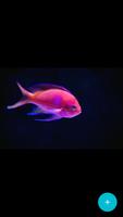 Cute Pets Wallpaper & sweet animals backgrounds syot layar 1