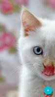 Cute Pets Wallpaper & sweet animals backgrounds syot layar 2