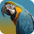 Pet Birds and Parrots
